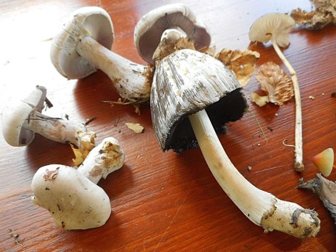 Naturfreunde-Pilzbestimmungswanderung am 27.09.2025