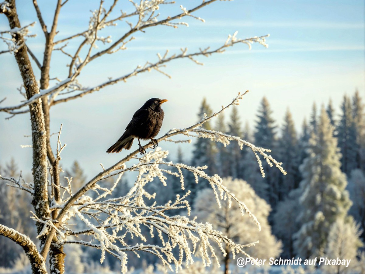 Informationen zur Vogelgrippe