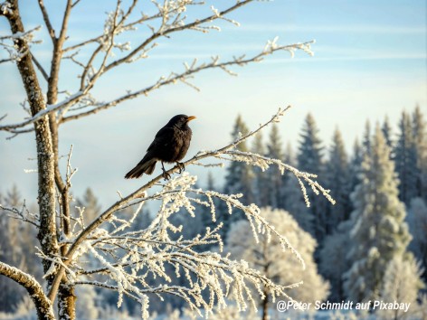Informationen zur Vogelgrippe