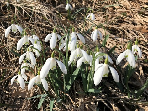 Naturfreunde-Wanderung auf den Gf&ouml;hlberg am 08.03.2026