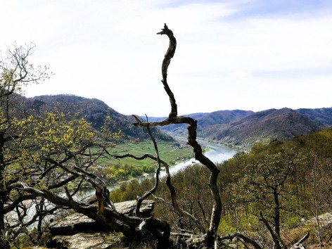 Naturfreunde-Wanderung am Welterbesteig Wachau am 09.04.2026