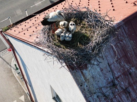Update aus dem Storchennest! 