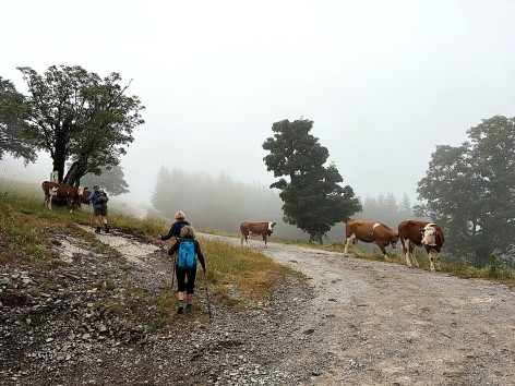 Naturfreunde-Wanderung auf der Kloster-Hinteralpe am 02.07.2026