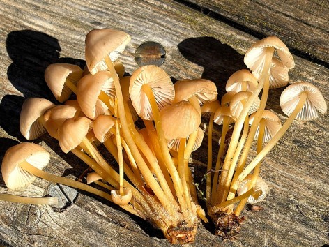 Naturfreunde-Pilzbestimmungswanderung am 26.09.2026